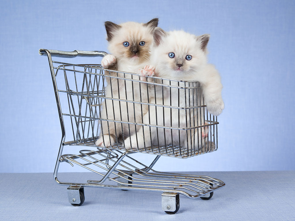 Two Ragdoll Kittens in a Cart