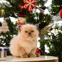 Keeping Ragdoll Kittens off Christmas trees