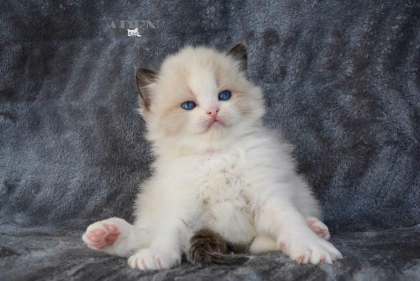 Ragdoll Breeders Ontario Ragdoll Cats Breeders Ontario Gallery