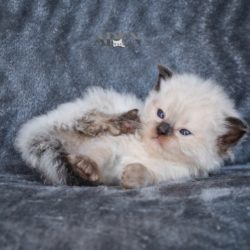 House Plants That Are Poisonous To Ragdoll Kittens