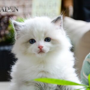 Blue Bi Color Ragdoll Kitten