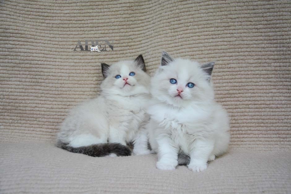 Ragdoll Kittens for sale in Ontario