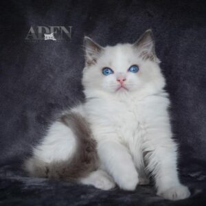 Blue Bi Color Ragdoll Kitten - (PQ6)