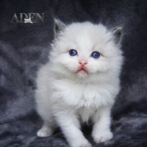 Blue Bi Color Ragdoll Kitten - (W2)