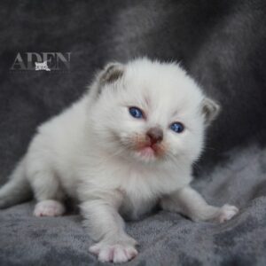 Blue Mitted Ragdoll Kitten - (J12)