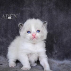 Seal Bi Color Ragdoll Kitten - (FL1)