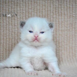 Blue Bi Color Ragdoll Kitten - (WI8)