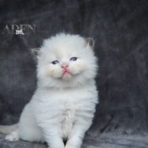 Chocolate Bi Color Ragdoll Kitten - (WI6)