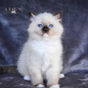 Seal Mitted Ragdoll Kitten - (Sp8)