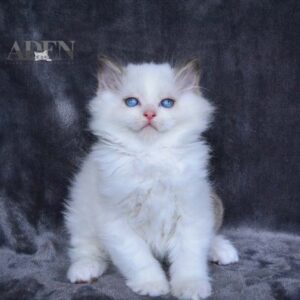 Seal Bi Color Ragdoll Kitten - (AD1)