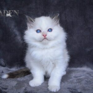 Seal Bi Color Ragdoll Kitten - (AD8)
