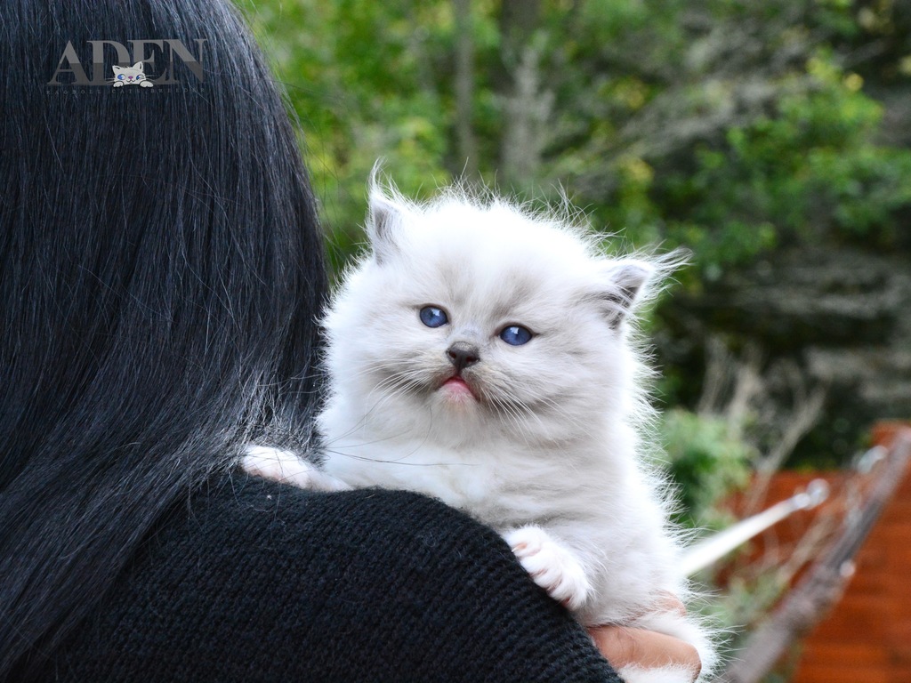 Cattery News