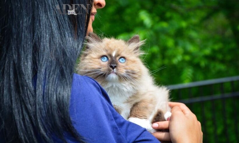 Managing Separation Anxiety in Ragdoll Cats and Kittens Managing Separation Anxiety in Ragdoll Cats and Kittens