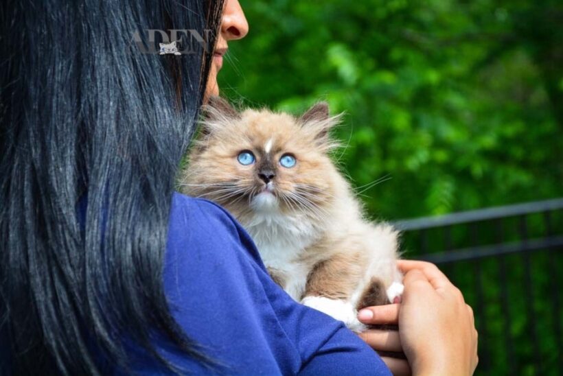 Managing Separation Anxiety in Ragdoll Cats and Kittens