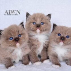 Ragdoll Breeder Ontario | How to Choose a Responsible One (2026) Ragdoll Breeder Ontario | How to Choose a Responsible One (2026)