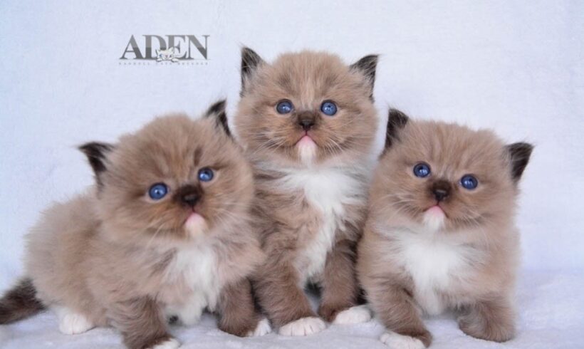 Ragdoll Breeder Ontario | How to Choose a Responsible One (2026) Ragdoll Breeder Ontario | How to Choose a Responsible One (2026)