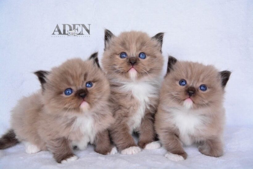 Ragdoll Breeder Ontario | How to Choose a Responsible One (2026)