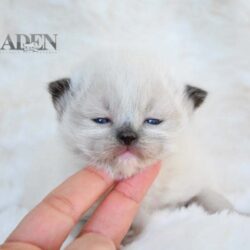 Ragdoll Kittens for Sale Ontario | What Buyers Should Know First Ragdoll Kittens for Sale Ontario | What Buyers Should Know First