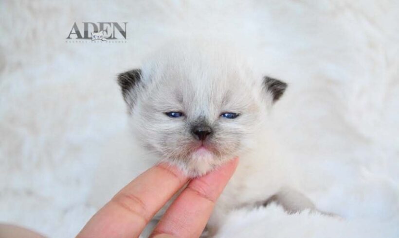 Ragdoll Kittens for Sale Ontario | What Buyers Should Know First Ragdoll Kittens for Sale Ontario | What Buyers Should Know First