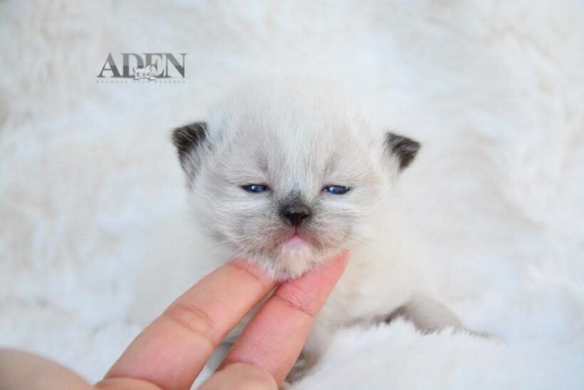 Ragdoll Kittens for Sale Ontario | What Buyers Should Know First