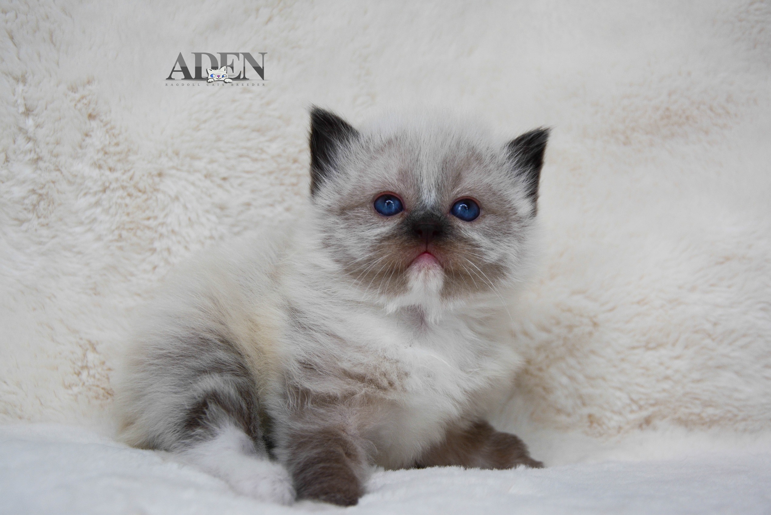 available ragdoll kittens